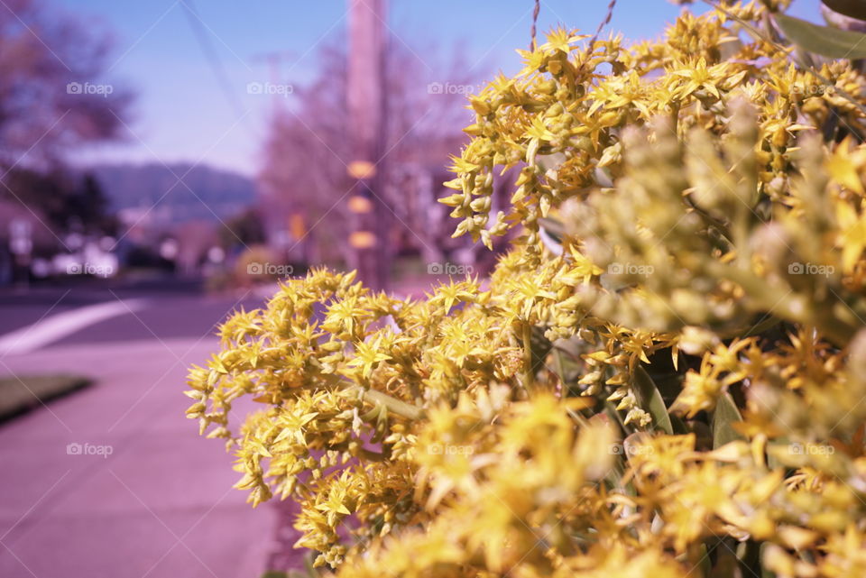 Pale Stonecrop 
Springs 
California Flower