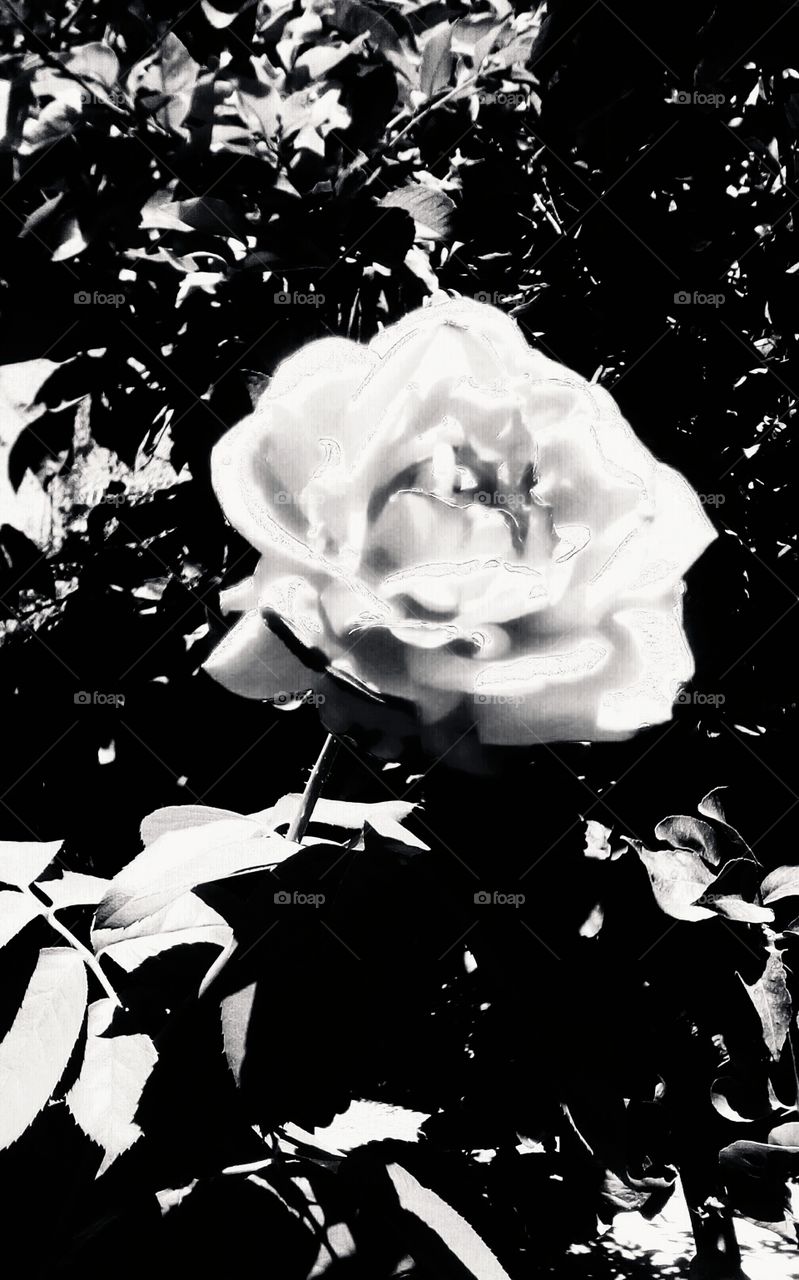 Stunning blooming white rose in black nature in sunny day of early summer