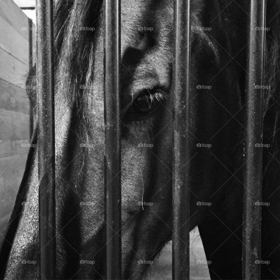 Closeup shot of a horse through the bars of a stall. 