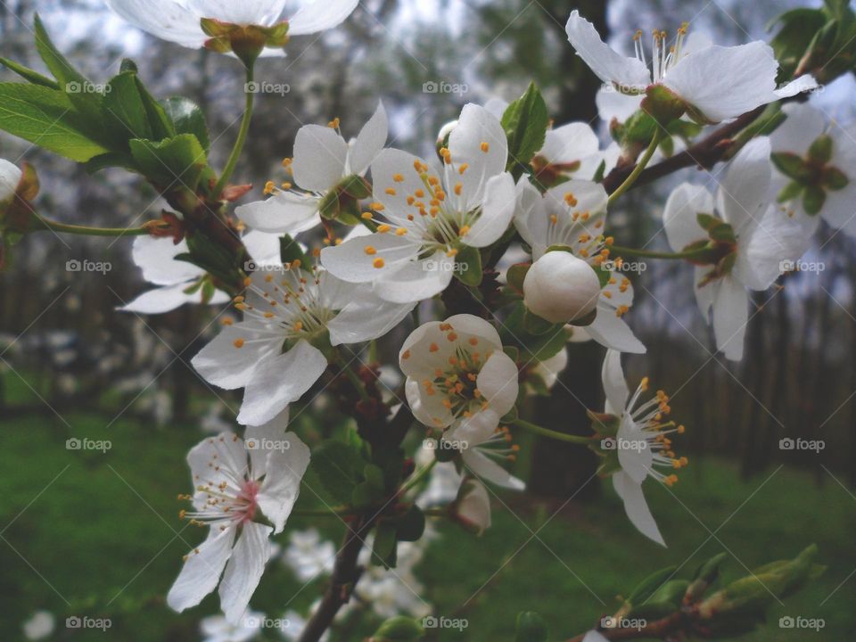 apple blossom in spring