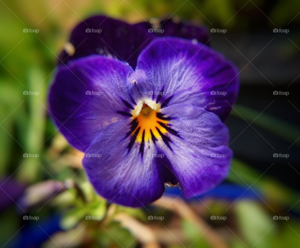 Purple flower