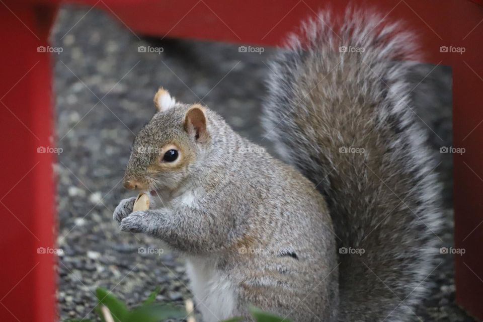 Squirrel eating pistachio 