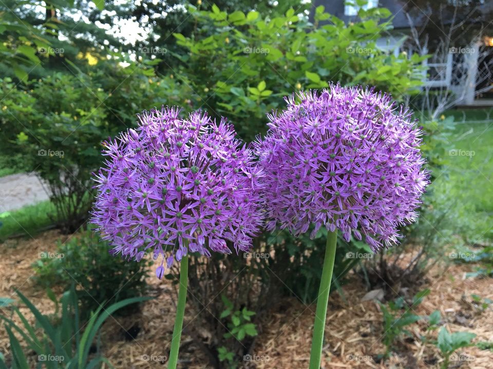 Purple puffball flowers
