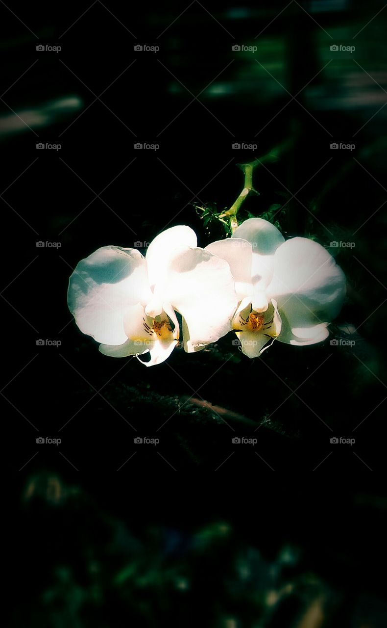 Delicate beautiful white orchids