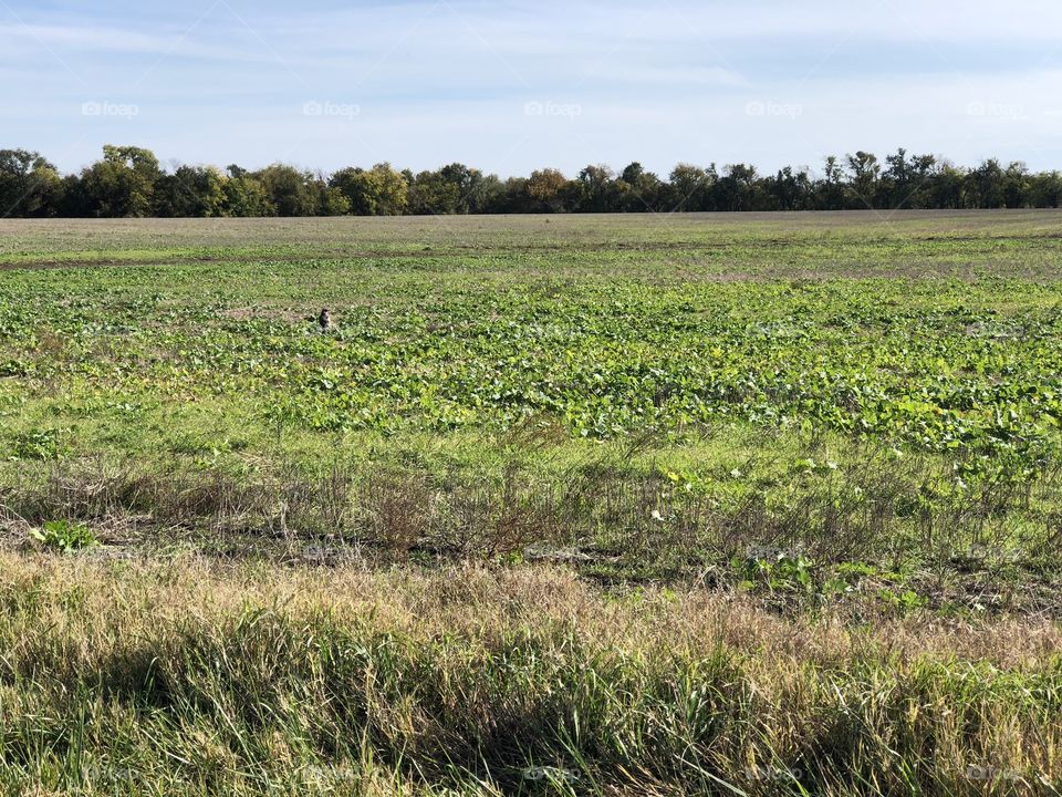 Fall season crop area