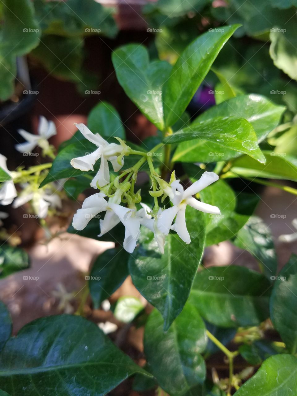 jasmin flowers