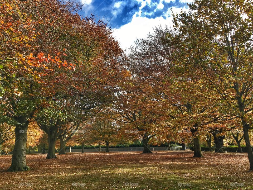 Fall, Tree, Leaf, Landscape, Park