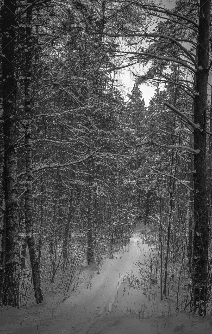 Into Winter Forest