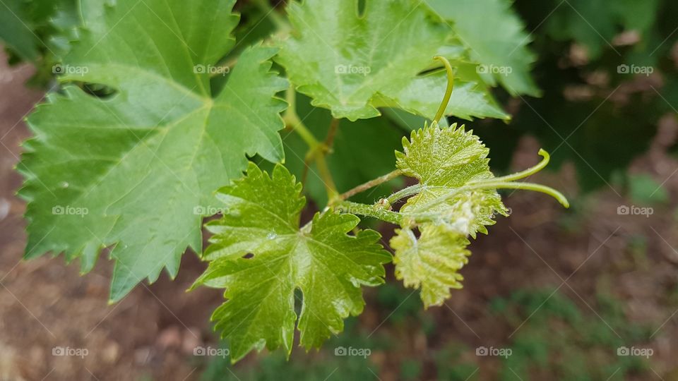 Grape Leafs