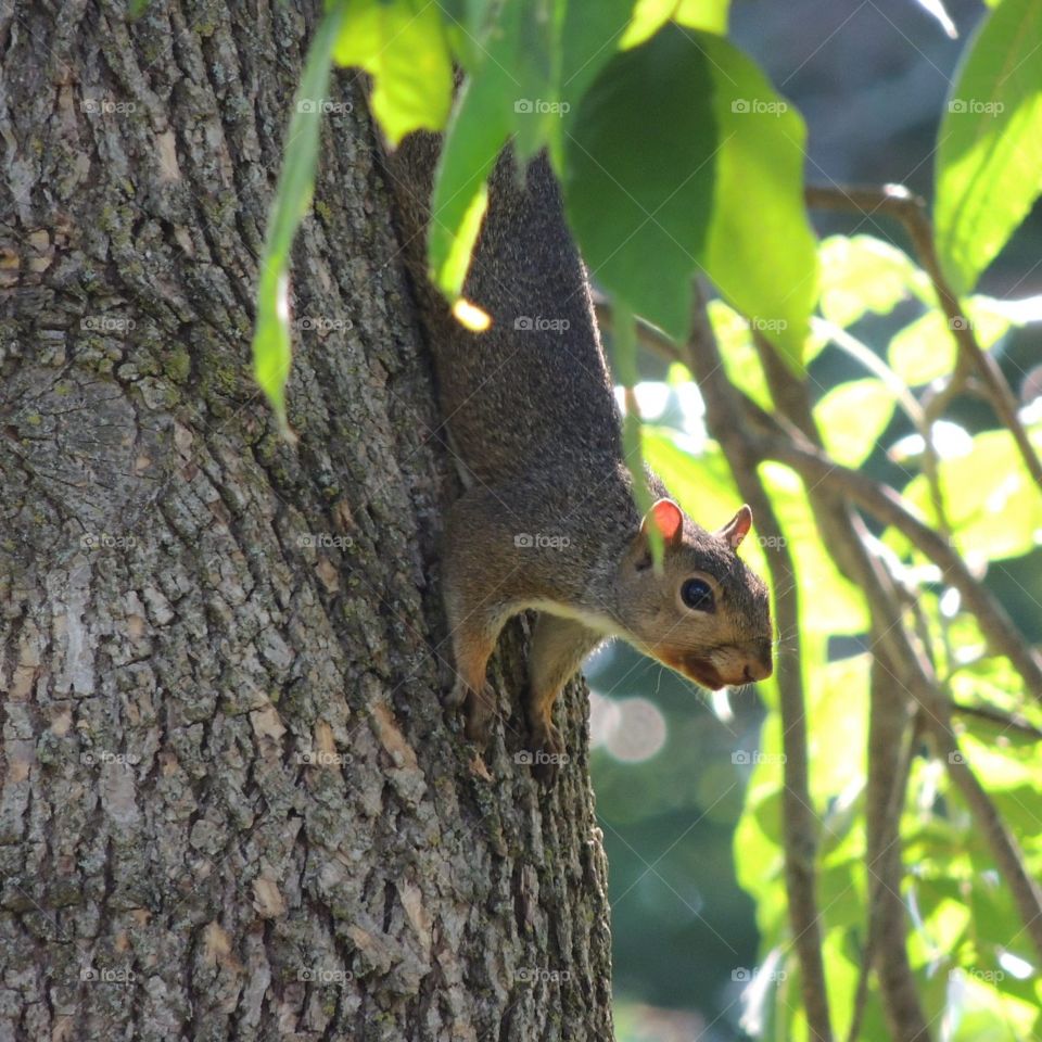 Squirrel