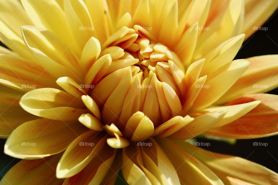 Yellow dahlia