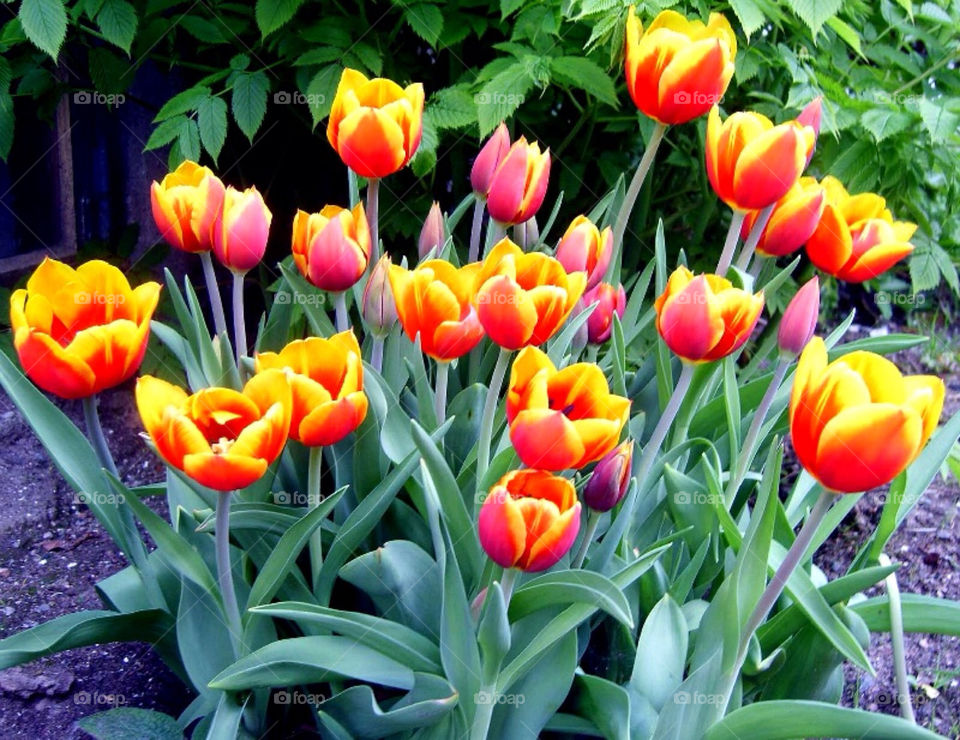 Tulips in my garden