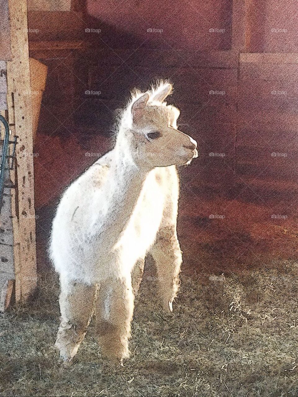 Alpaca baby