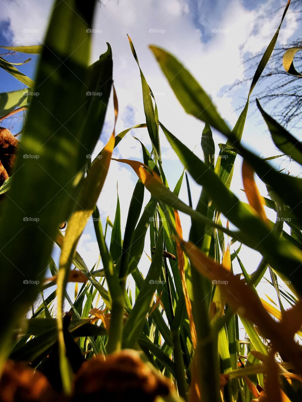 looking towards sky for life