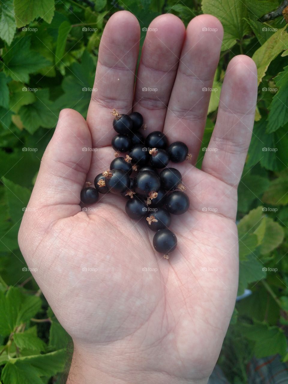 Black currant in palm of hand.