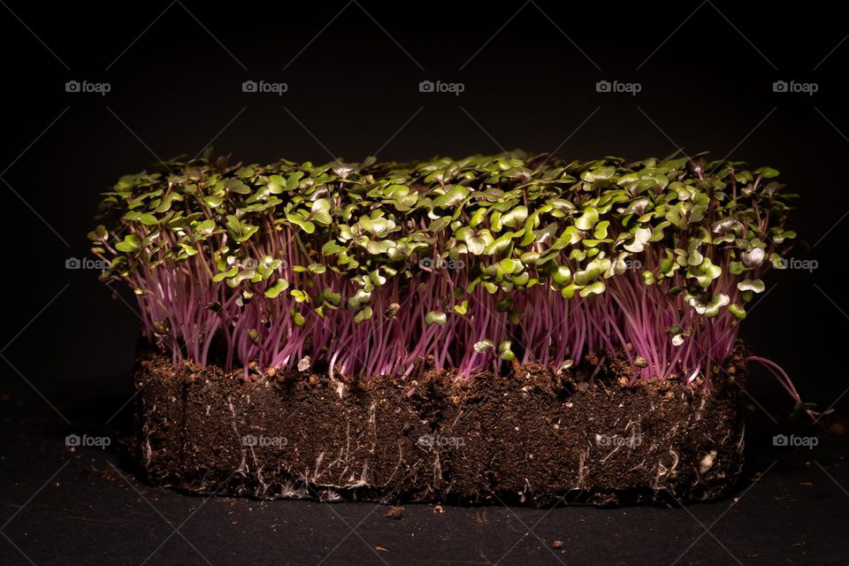 microgreen red cabage