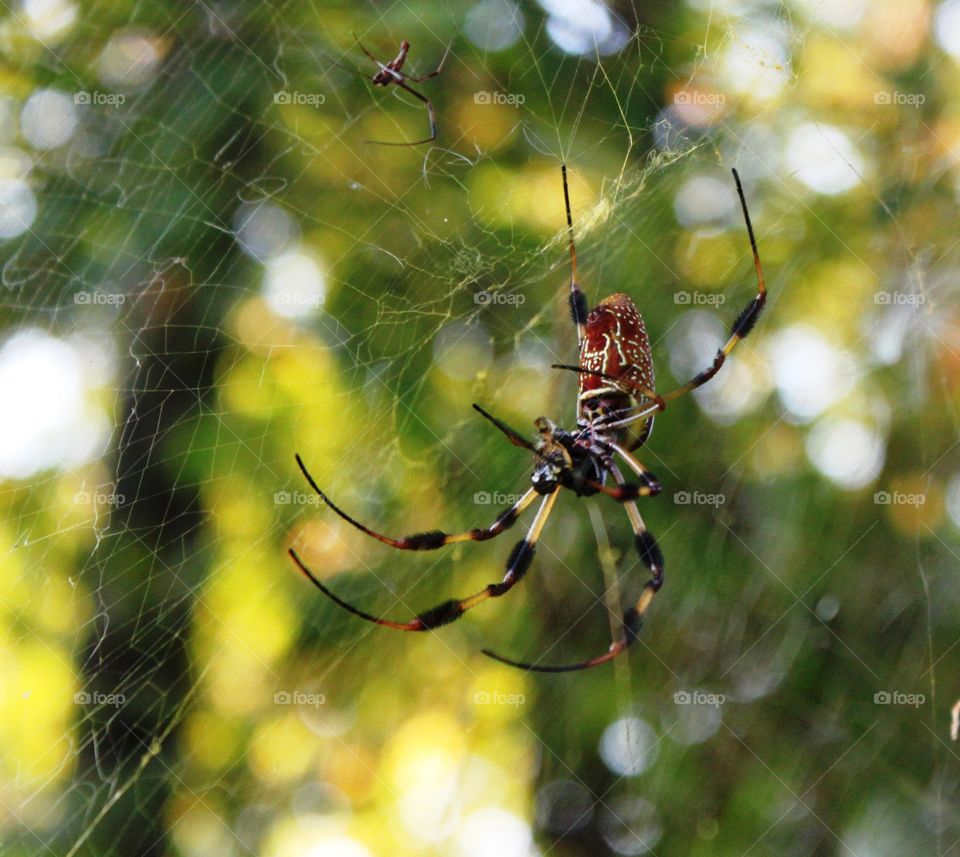 Garden Spider in his Web