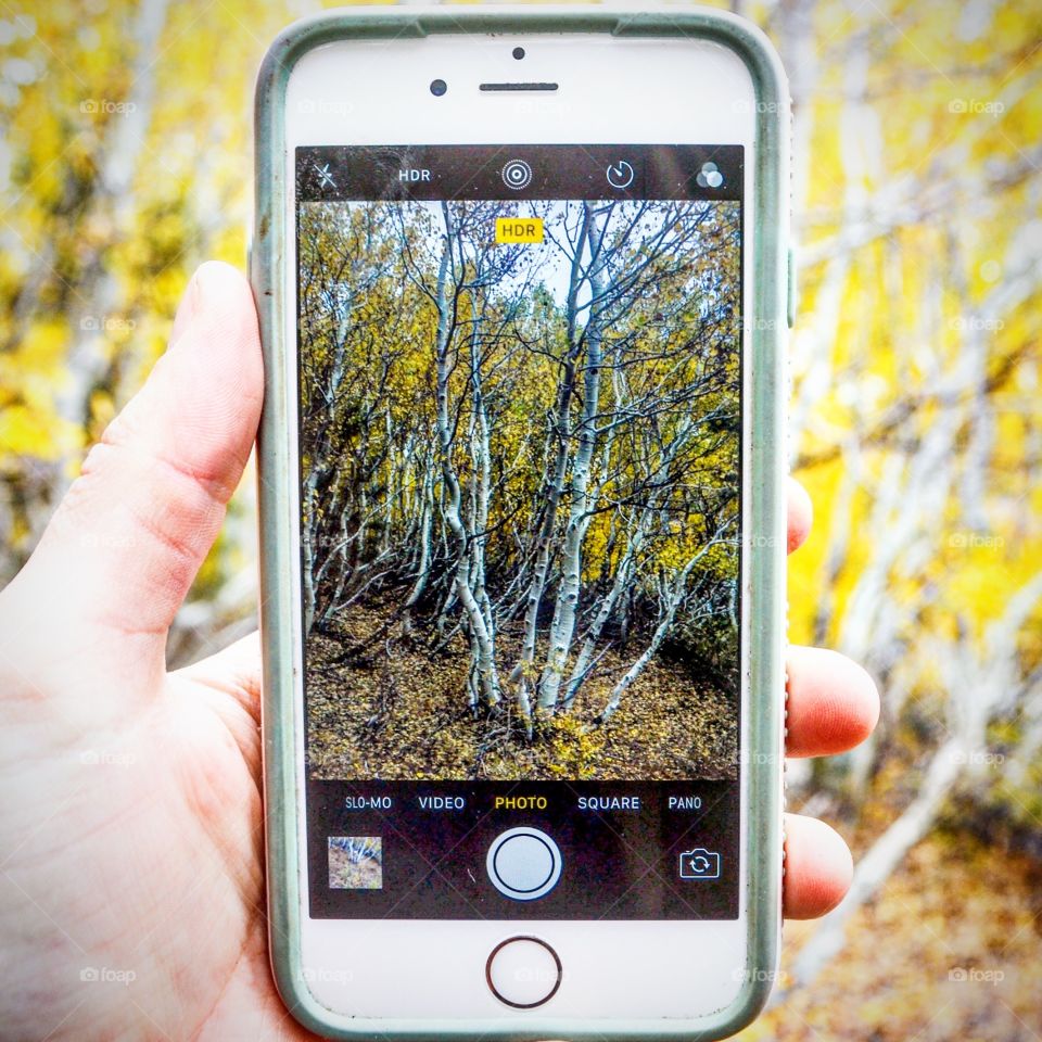 Aspen forest through iPhone 