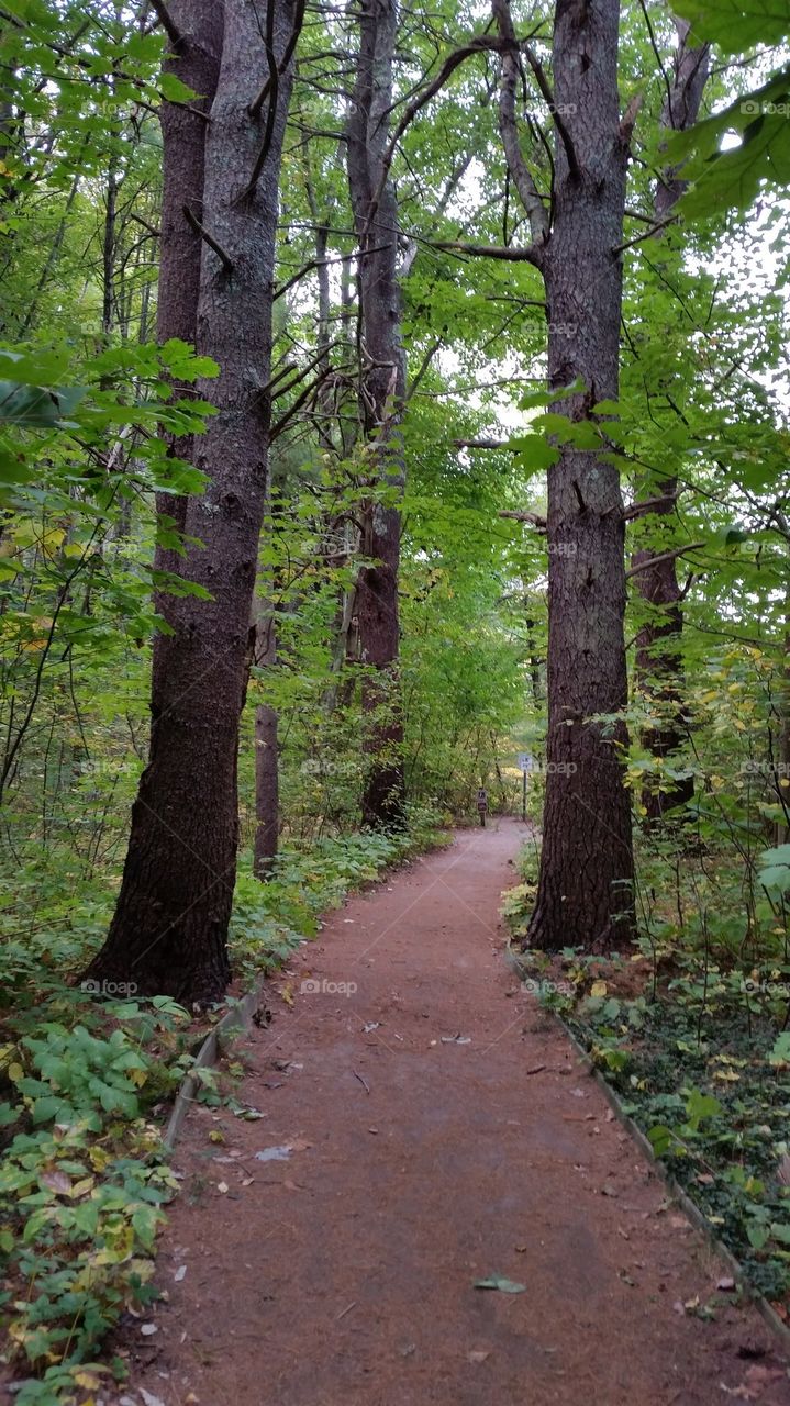 Walk in the Woods