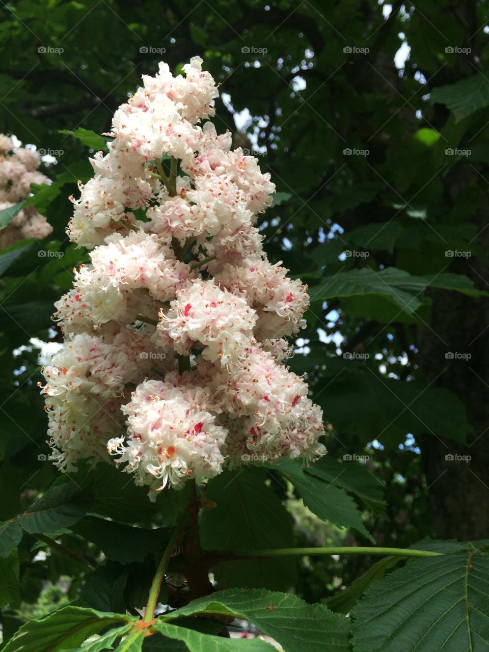 Tree flower 