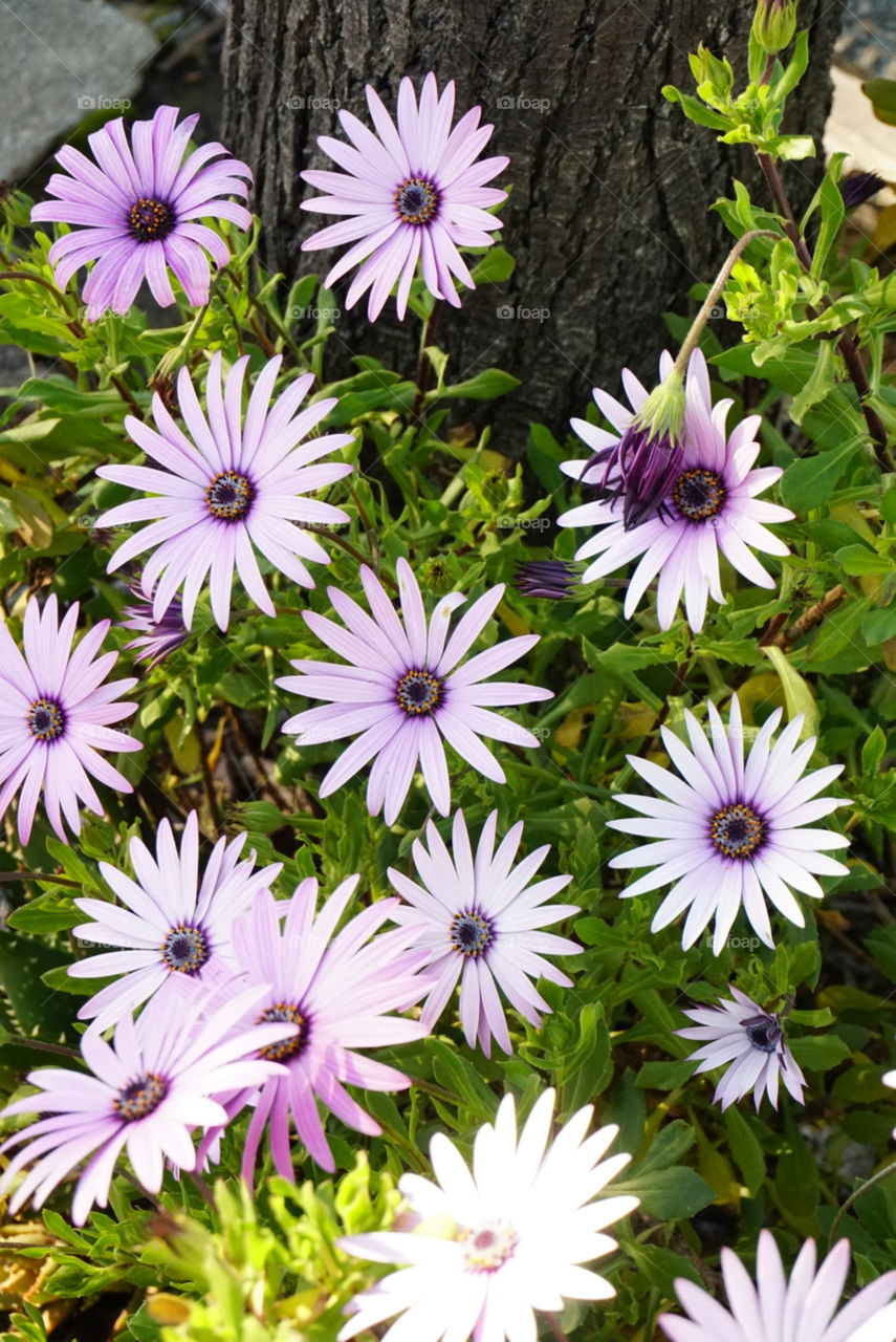 Gazania Rigen L. Gaerth 
Treasure Flower