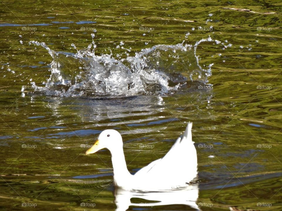 ducks lake