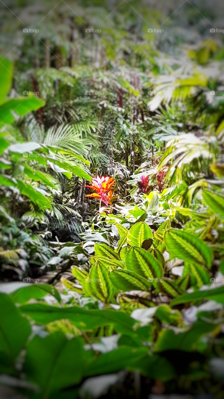 Cairns Botanical Gardens