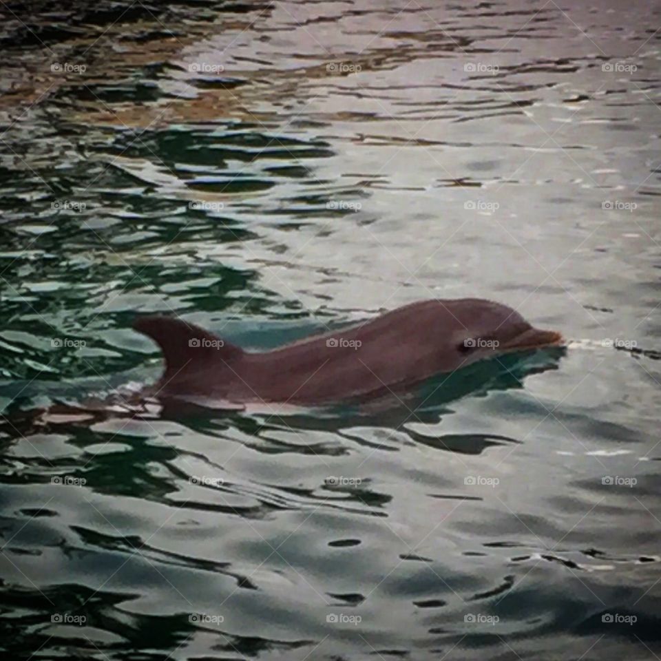 Dolphin in the Dominican Republic 