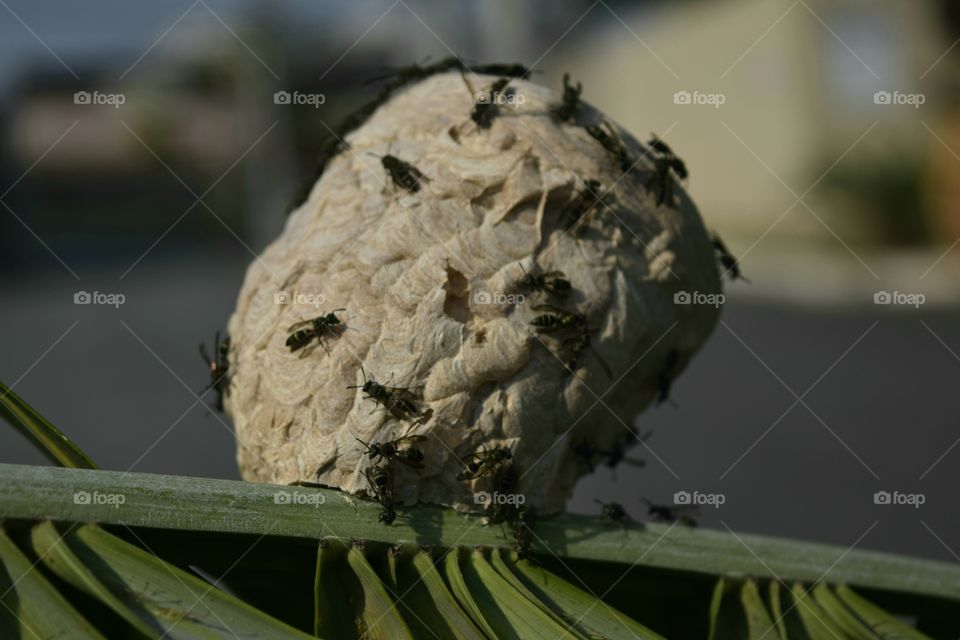 Wasp nest