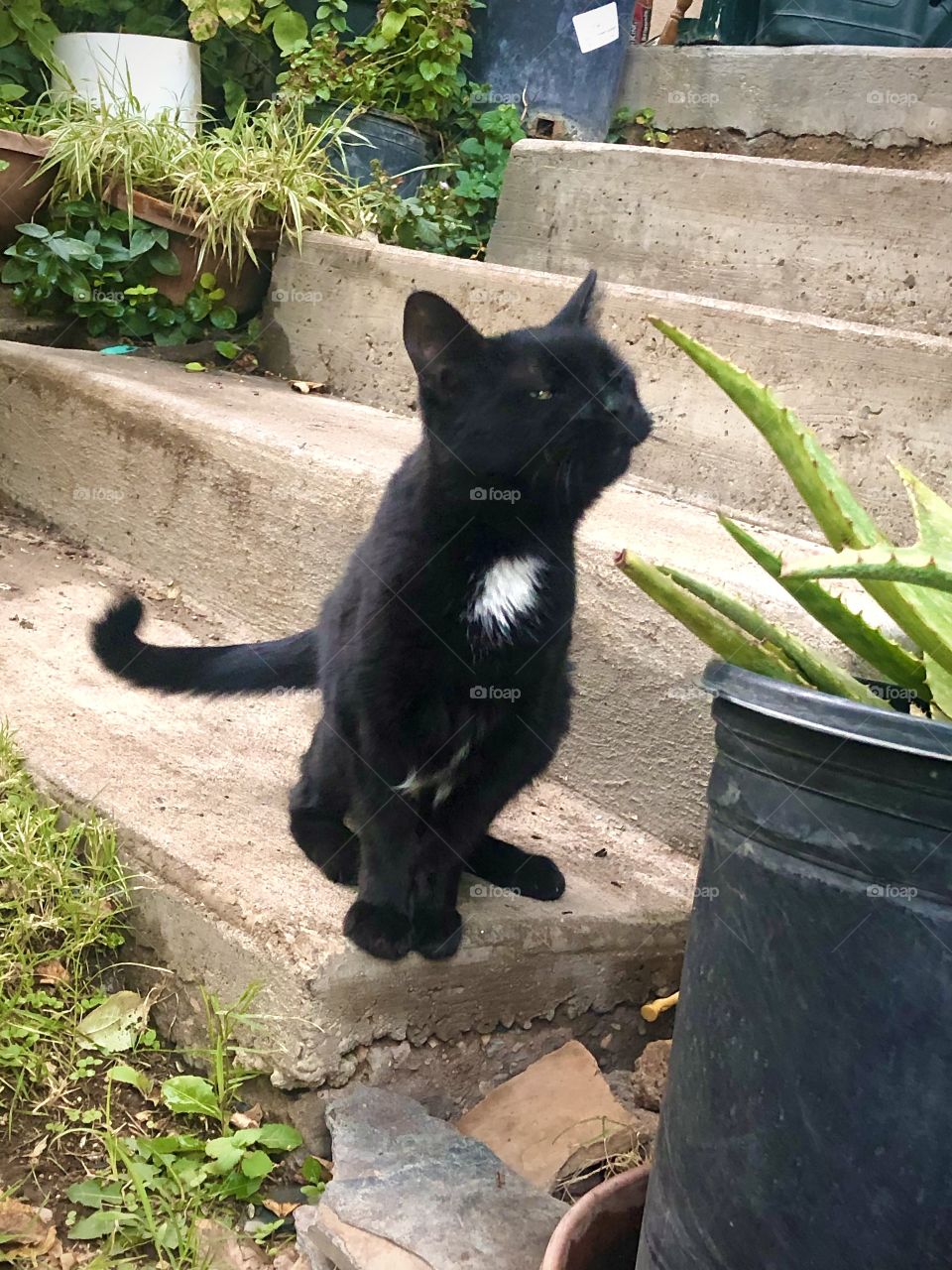 Not my cat, but a real sweetheart I met last year in Jerome! She came right up and greeted me. 