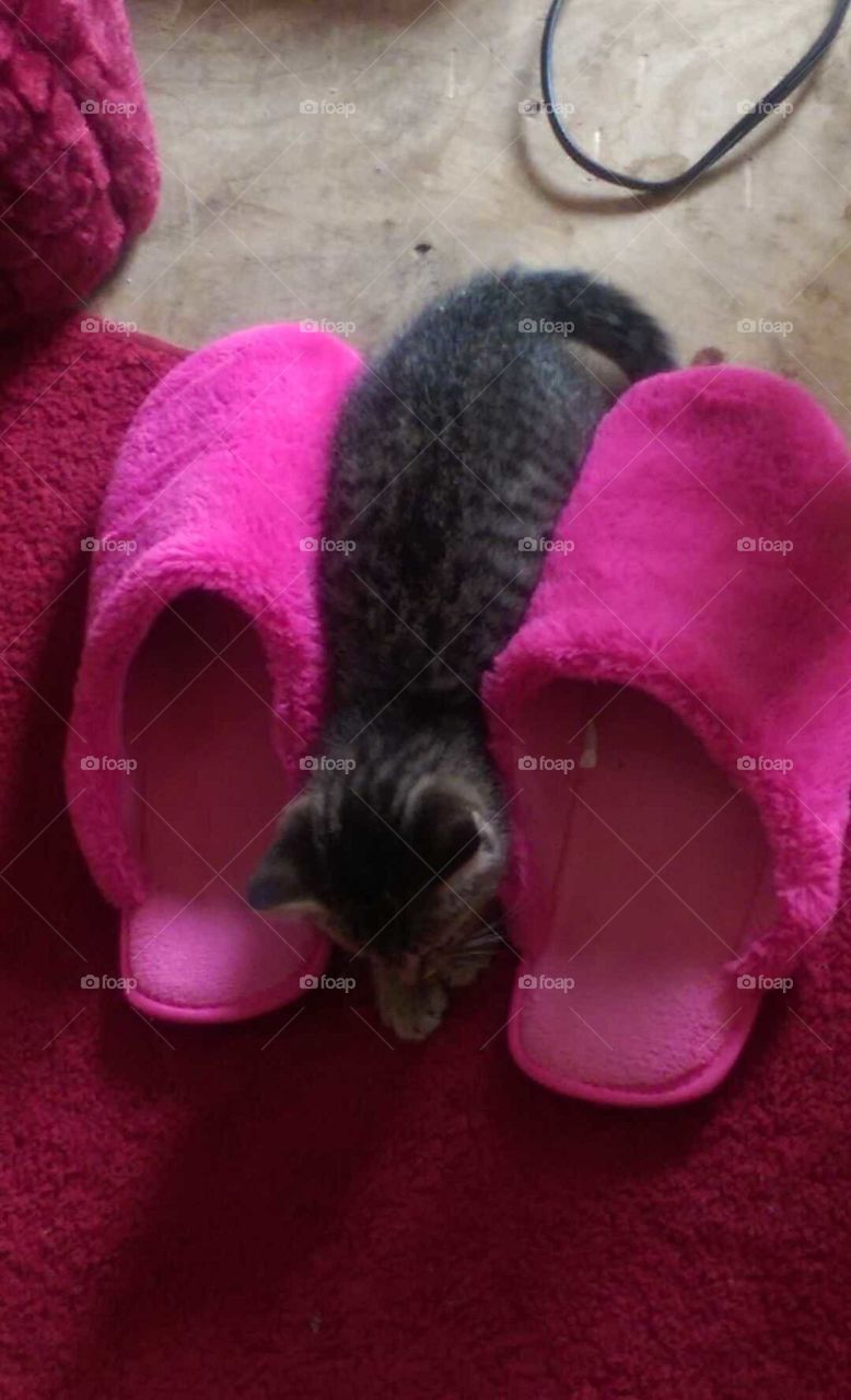kitten hiding between slippers