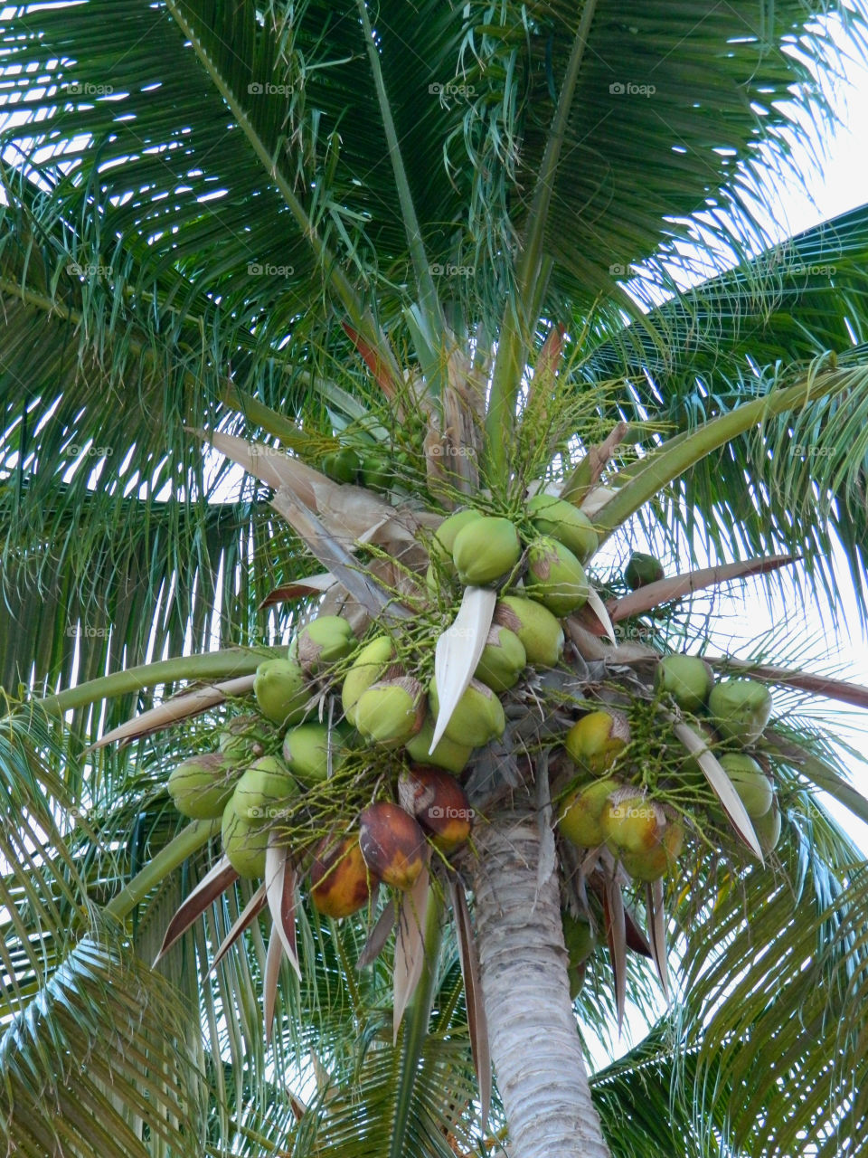 Exotic Fruits brimming with freshness and flavor. Fruit so ripe, it burst with juice when you bite into it. Eat it for the taste, love it for the nutrition!