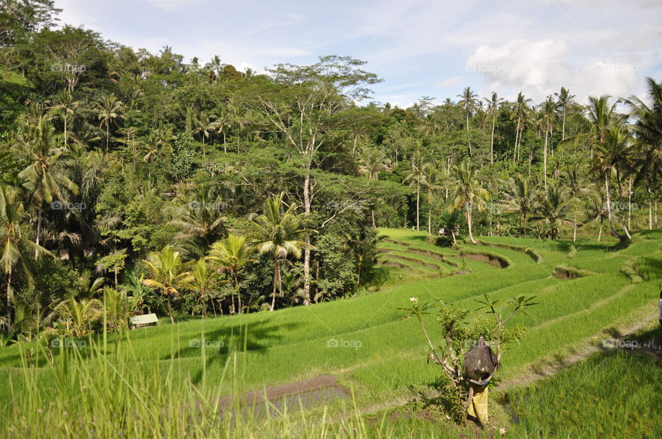 Rice fields (sawah) at the entrance to Gunung Kawi Temple in Bali, Indonesia