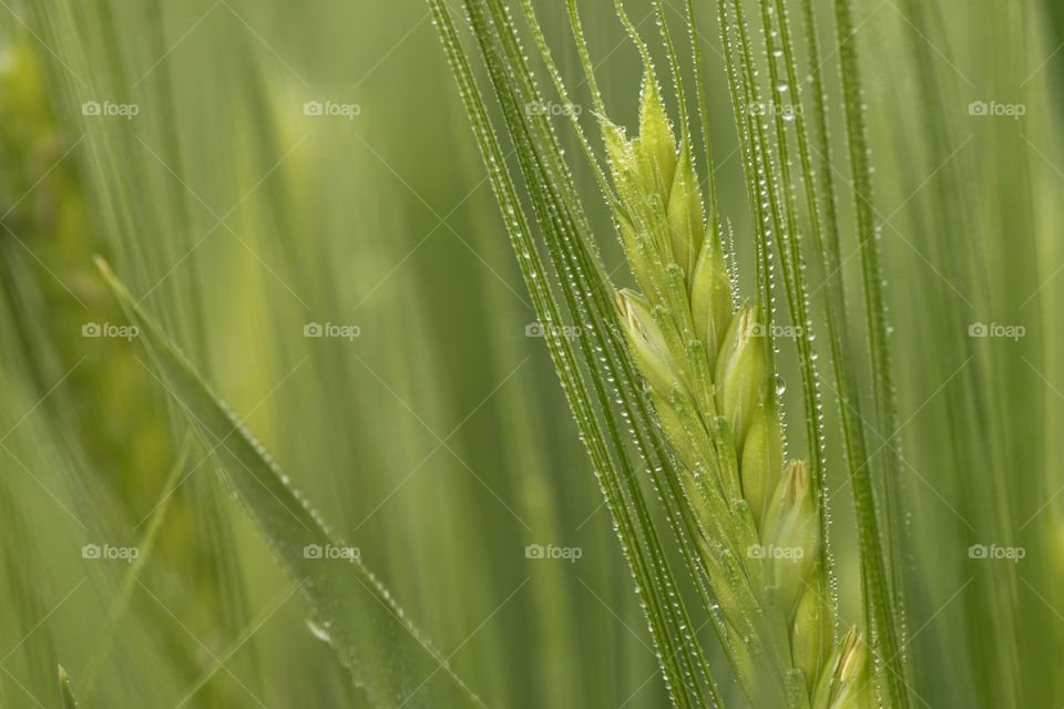 Green wheat close-up