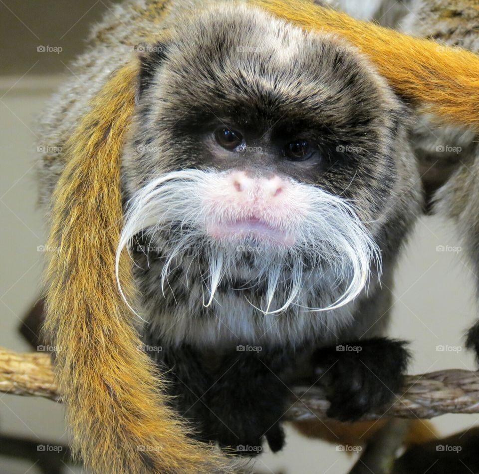 Monkey magic. Gorgeous little monkey at Blackpool Zoo