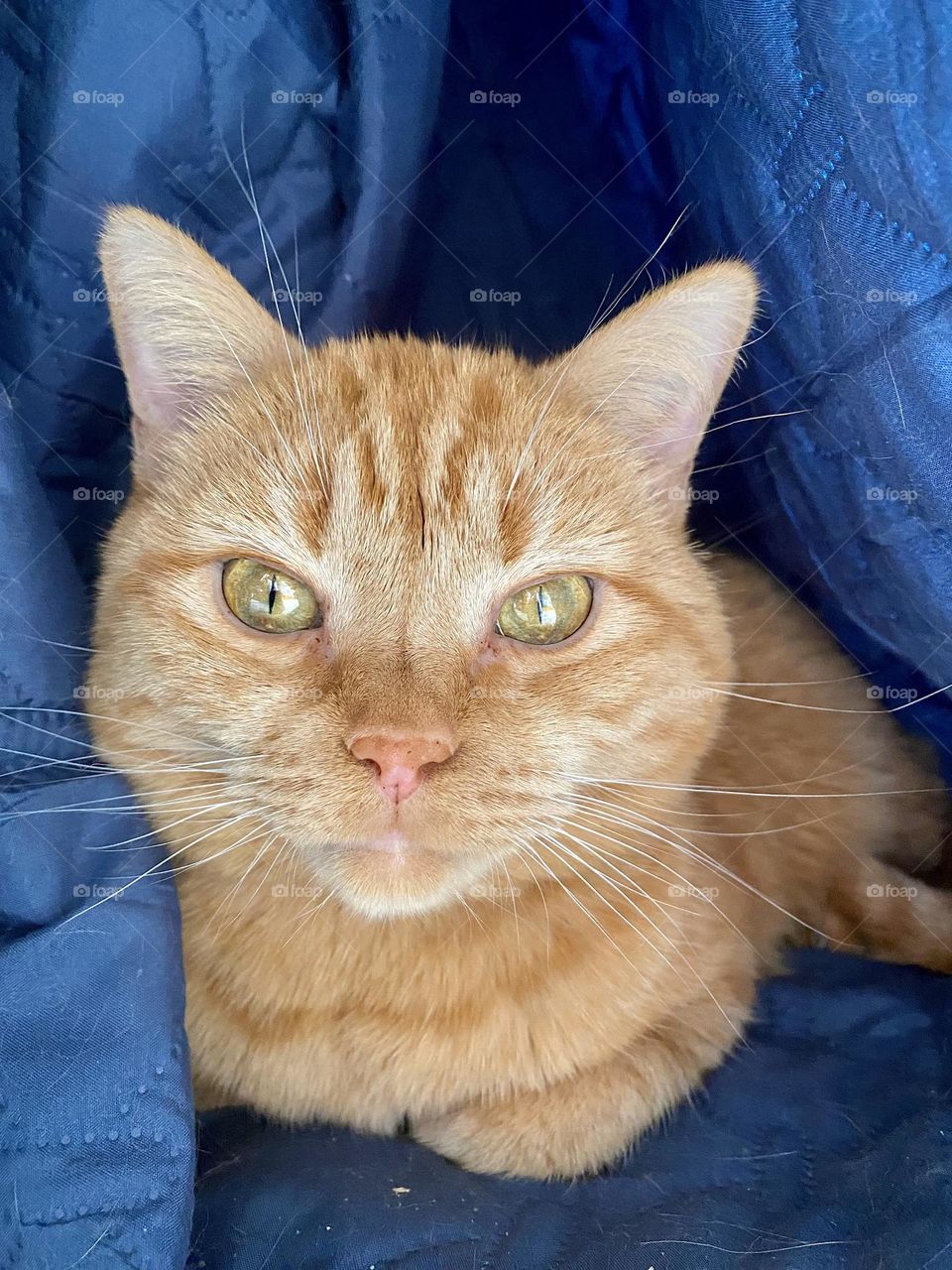 An orange tabby cat hiding in the folds of a blanket
