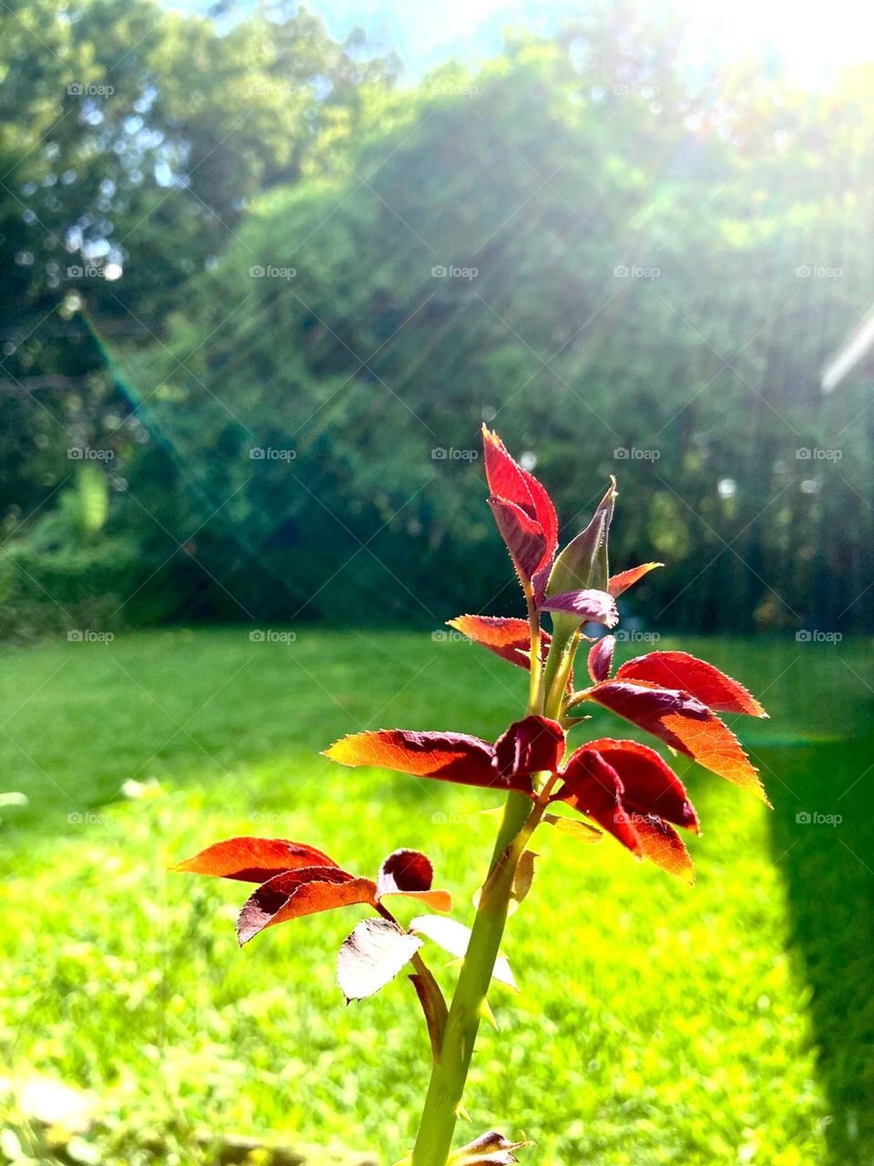 beautiful red rose plant.