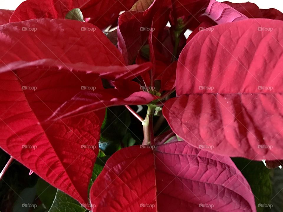 Poinsettia, Flower, Closeup, Red