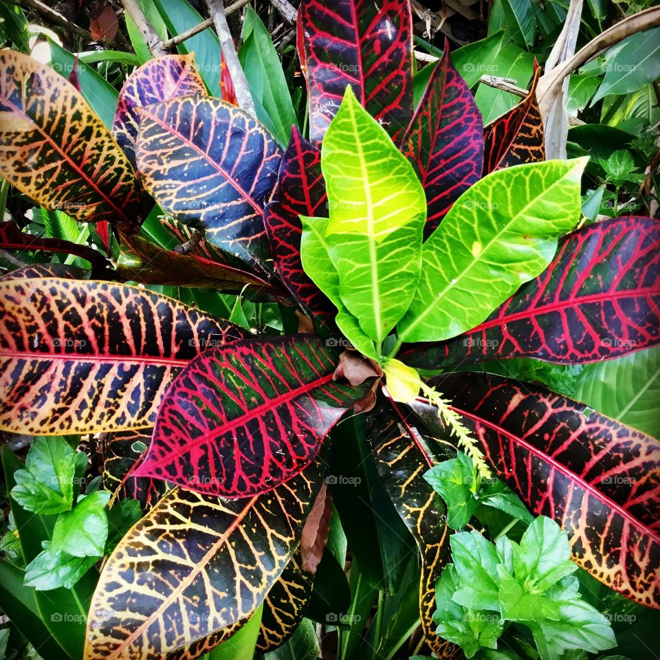 Croton found on my morning walk on the Big Island