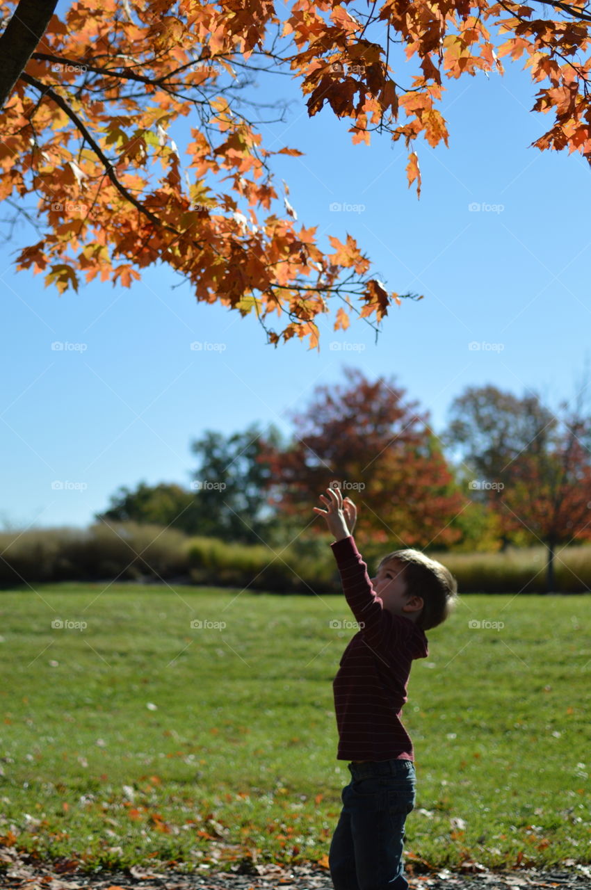 Young boy reaching up to touch the leaves of a tree branch in the fall