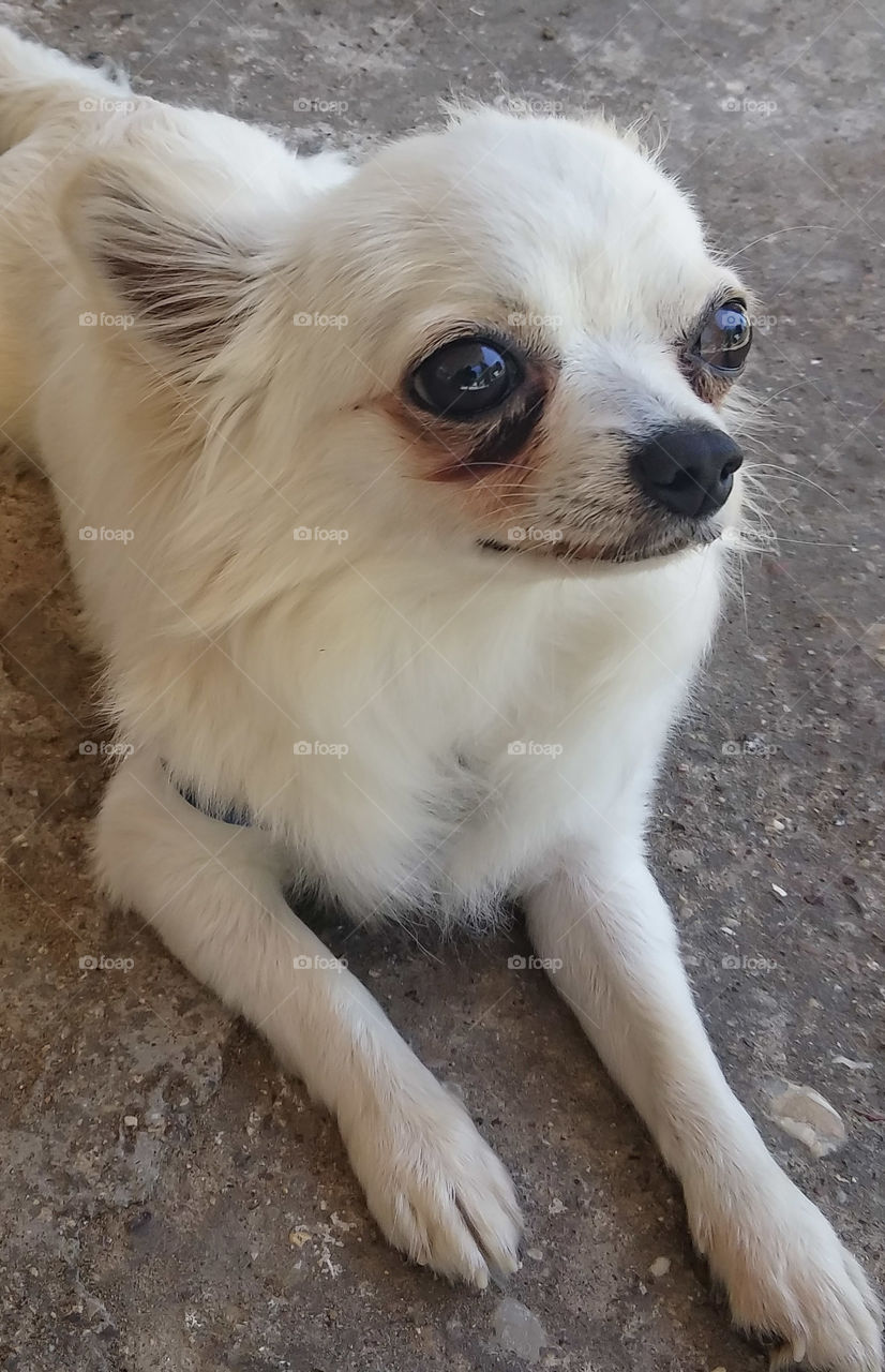 High angle view of a dog, lying on ground