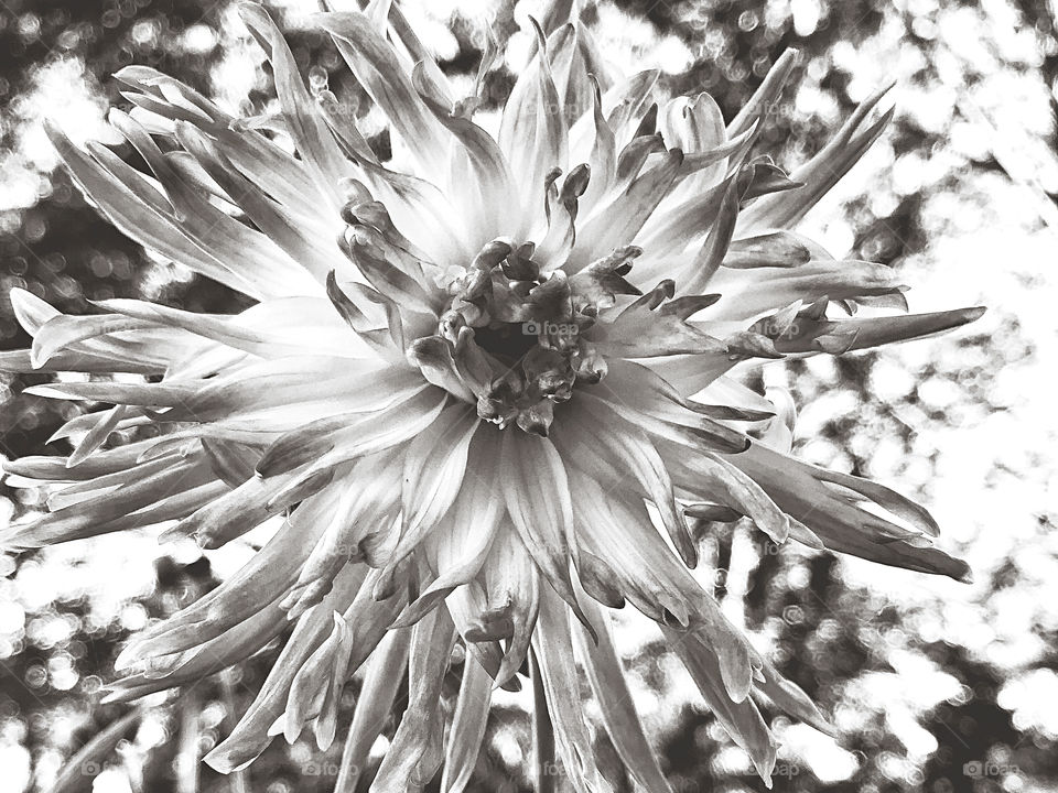 Black and white kelvin dahlia 