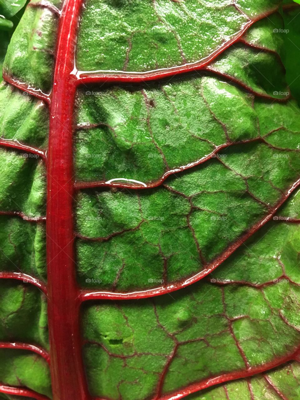 Texture in a  vegetable 