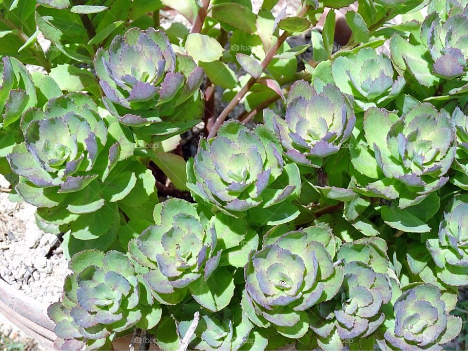 Hens and chicks