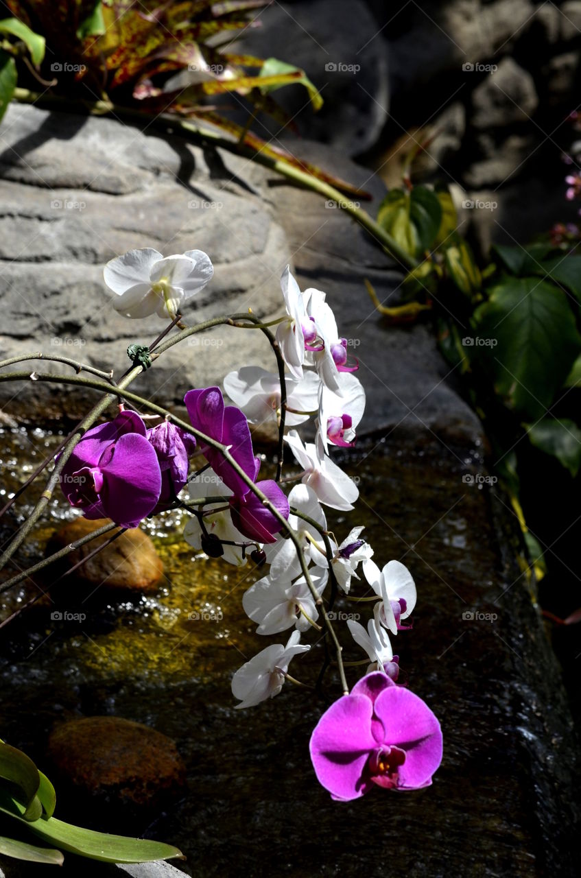Phalaenopsis Orchids
