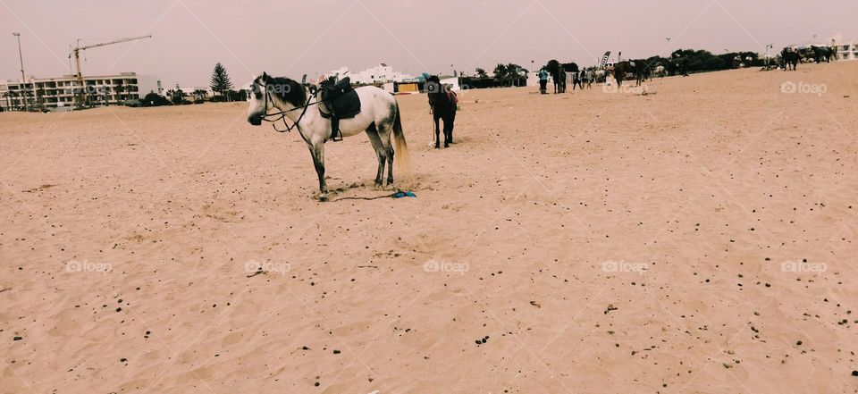 group of horses standing on sand near the beach at essaouira city in Morocco.