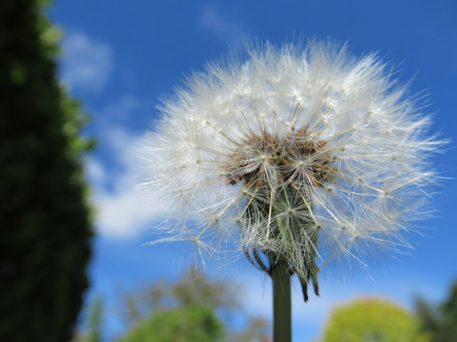 Dandelion Seed head
