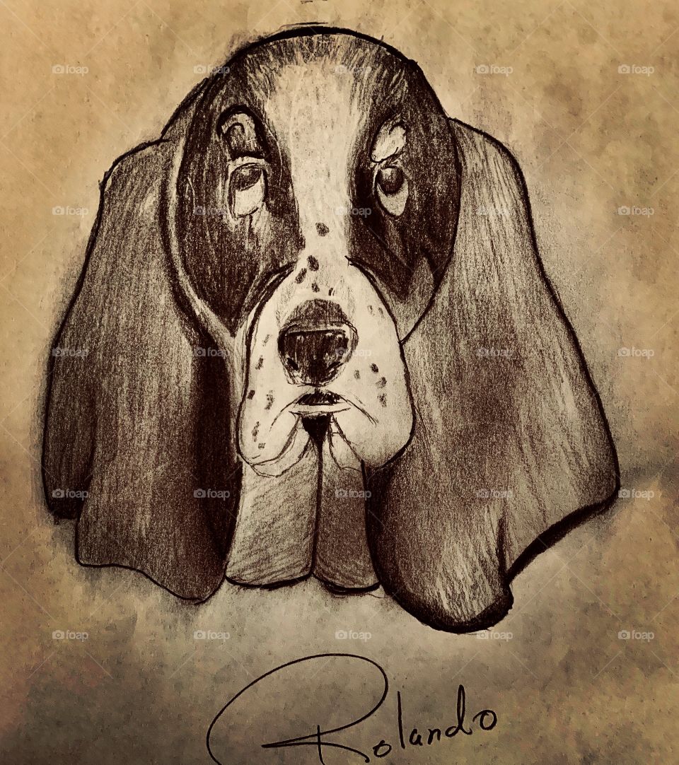 “Perceptive Hound” Basset Hound Freehand Sketch 