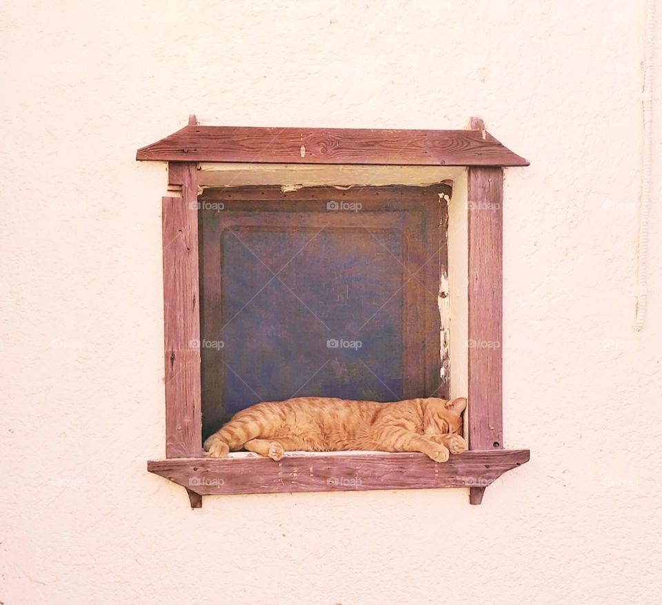 ginger cat sleeping on a wooden frame window in a sinai egypt