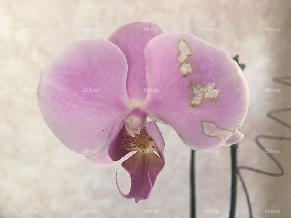 Orquídeas de nossa sala. Como são belas as suas pétalas?